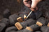 Green Olive Organic Firelighters