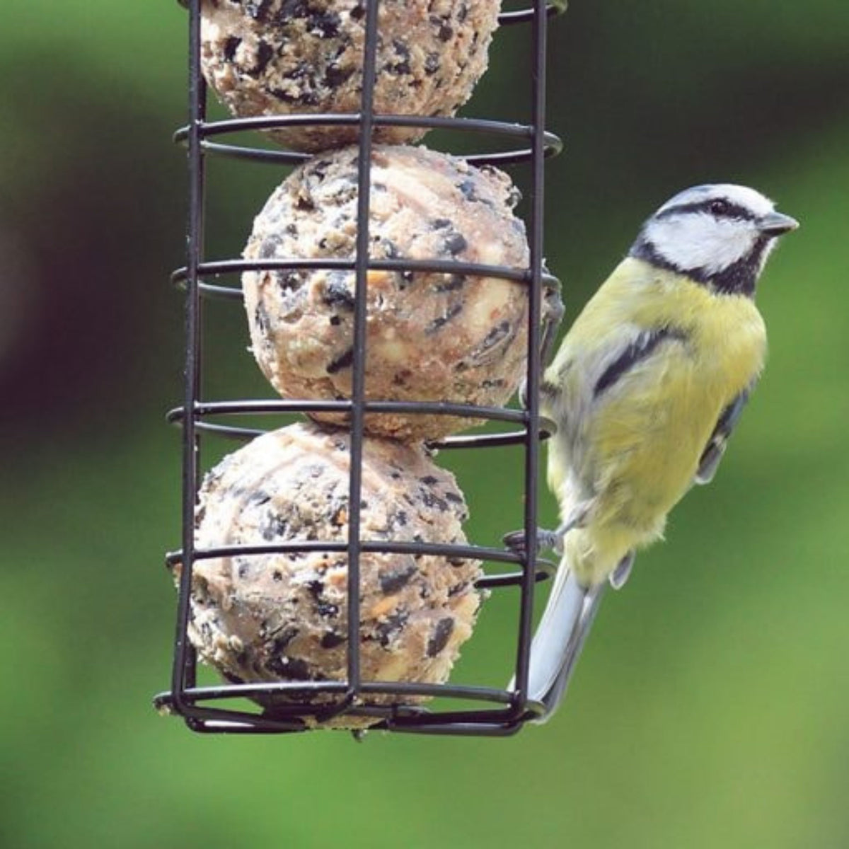 Henry Bell Fat Ball Feeder – Pre-Filled Essentials Bird Feeder