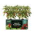 Multi-Planter Peat Free Medium