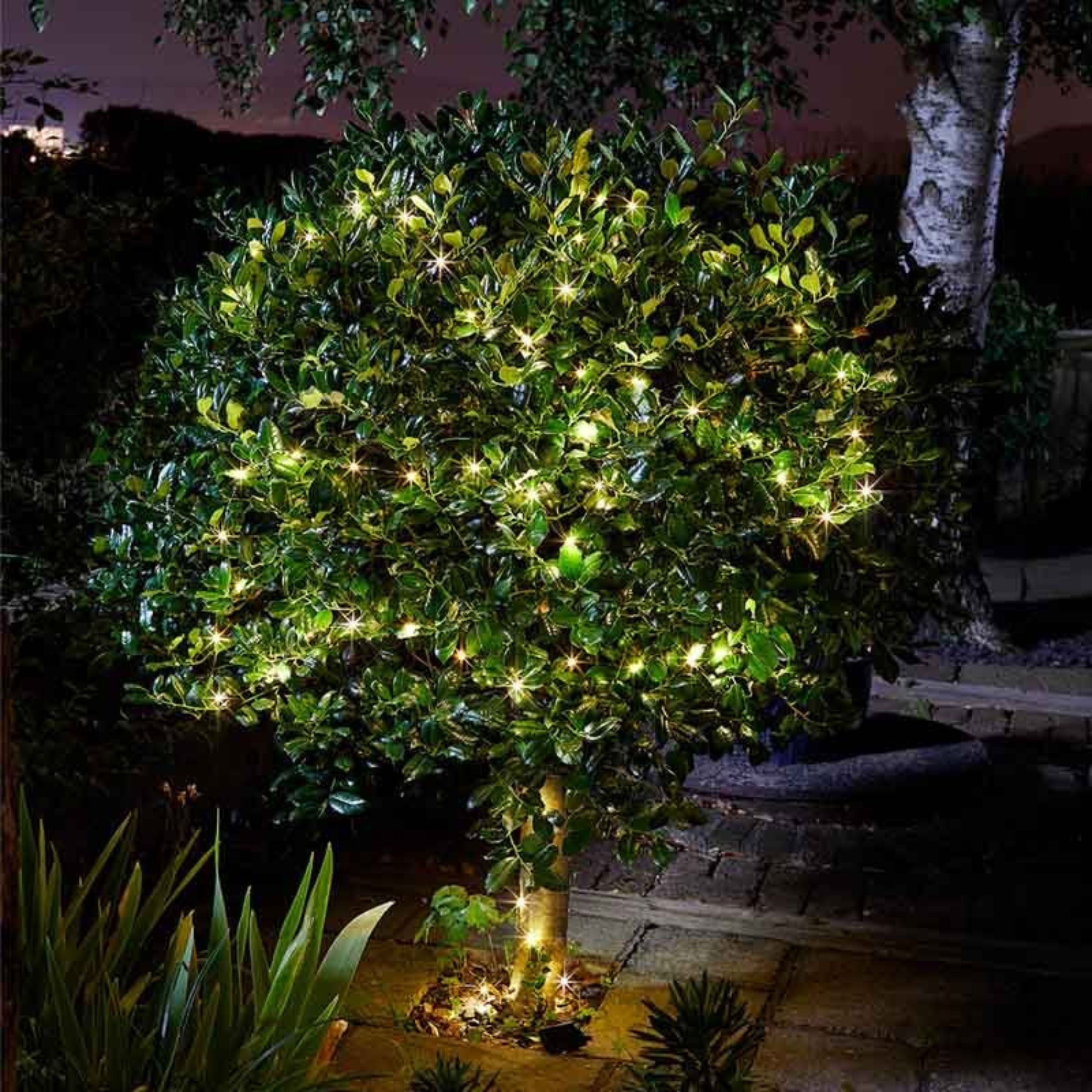 Firefly String Lights - 50 ww LEDs