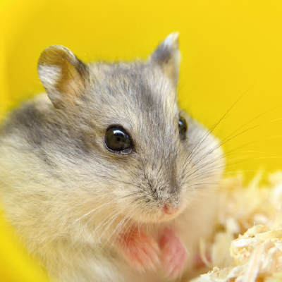 How To Care For Your New Hamster - Chessington Garden Centre